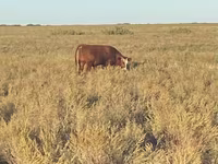 Bulle, Swiss cattle — Foto 8