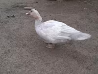 Ducks — फ़ोटो 4