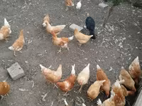 لوهمان براون — الصورة 1