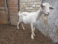 Ziege, Saanen goat — Foto 3