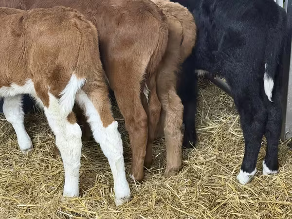 Rinder (Partie, Geschlecht nicht angegeben), Simmental cattle