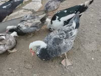 Ducks — 照片 2