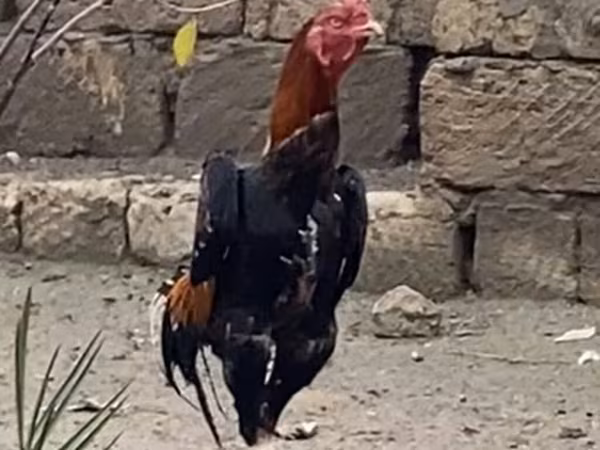 长门鸡