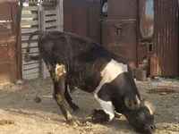 Toro, Raza Holstein — foto 6