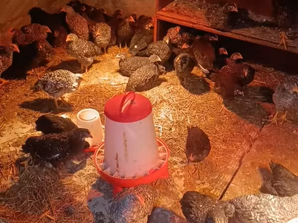 Australorp