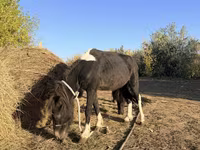 Hengst, Pferde — Foto 1
