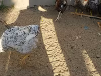 Chickens — 4-rasm