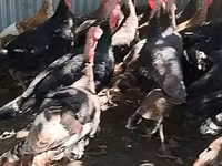 Turkeys — Foto 3