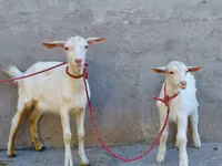 Ешкі, Saanen goat — 2-сурет