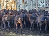Schaf, Hissar sheep — Foto 3