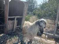 Теке, Damask goat — 2-сурет