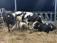 Kuh, Holstein-Rasse — Foto 7