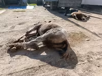 Семиз байламбастар союп чучугун жазап тойлорго Куран окутууга Ат — foto 1