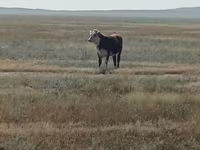 Rinder (Partie, Geschlecht nicht angegeben), Simmental cattle — Foto 4
