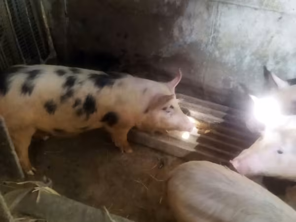 Schweine (Partie, Geschlecht nicht angegeben), Schweine