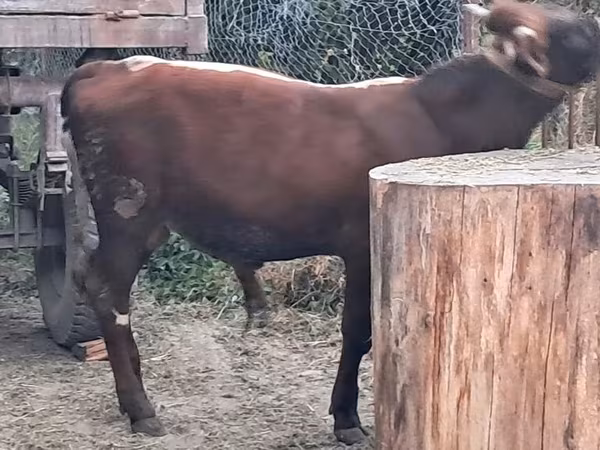 Toro, Ganado vacuno