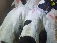 ثور, بقرة ليموزين — الصورة 4