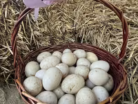 Ducks — الصورة 2