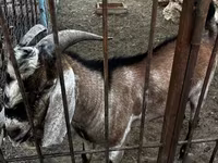 عنزة, Nubian Goat — الصورة 2
