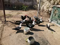 Ducks — الصورة 3