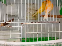 Buqiymete quşlar az az tapılır kök renginde erkek limon renginde maya — Foto 3