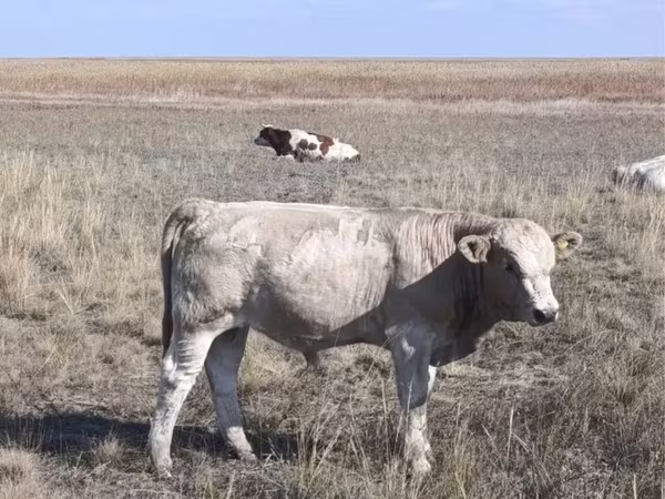 Bull, Cattle