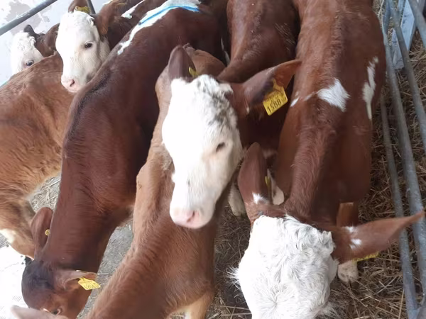 Bulle, Simmental cattle