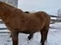 Айғыр, Yakutian horse — 5-сурет