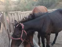 Caballo, Caballos — foto 4
