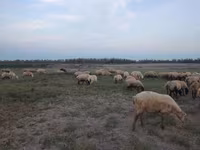 Вівці (партія, стать не вказано), Вівці — фото 3