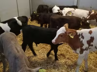 牛只（批次，未指定性别）, Cattle — 照片 7