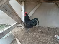 Chickens — photo 2