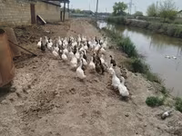 Ducks — Foto 2