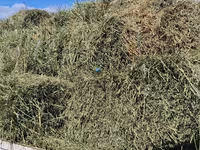 Balot de lucernă — Foto 1
