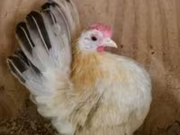 Chickens — Foto 2