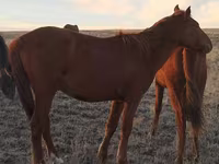 Айғыр, Kazakh horse — 1-сурет