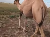 ناقة, Kazakh Bactrian camel — الصورة 1