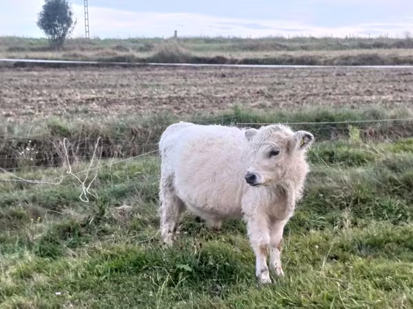 Bull, Galloway cow