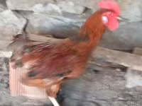 Chickens — Foto 7