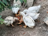 Ducks — الصورة 1