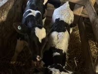 ثور, Russian Black pied cattle — الصورة 3