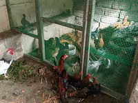 Japanisches Bantam — Foto 2