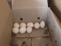 Chickens — Foto 1