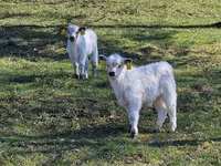 Cow, Galloway cow — photo 3
