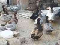 Hausente — Foto 6
