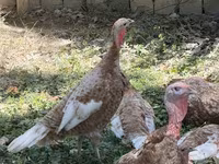 Blanca de pechuga ancha — foto 3
