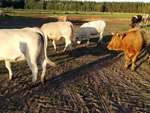 Kuh, Charolais cattle