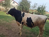 Toro, Russian Black pied cattle — foto 2
