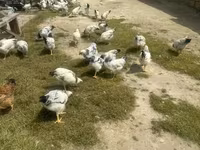 Chickens — photo 4