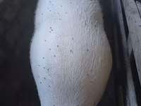 Eber, Schweine — Foto 3